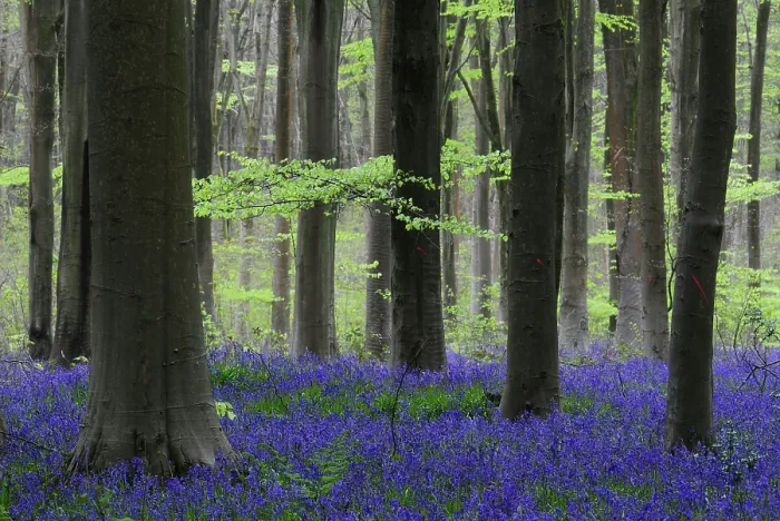 Framed Print : RF - Bluebells (Hyacinthoides non-scripta) in flower in woodland in spring, West Woods, Wiltshire, UK. May 2016 Framed Print : RF - Bluebells (Hyacinthoides non-scripta) in flower in woodland in spring, West Woods, Wiltshire, UK. May 2016