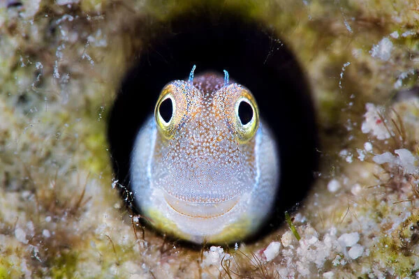 RF - Bluebelly blenny (Alloblennius pictus) looking out from hole in the reef, Gubal Island, Egypt, Red Sea. (This image may be licensed either as rights managed or royalty free. )
