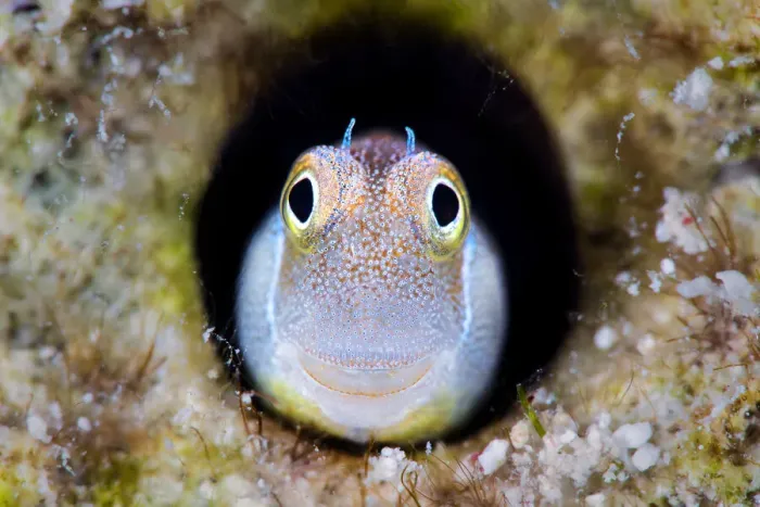 Framed Print : RF - Bluebelly blenny (Alloblennius pictus) looking out from hole in the reef, Gubal Island, Egypt, Red Sea. (This image may be licensed either as rights managed or royalty free. ) Framed Print : RF - Bluebelly blenny (Alloblennius pictus) looking out from hole in the reef, Gubal Island, Egypt, Red Sea. (This image may be licensed either as rights managed or royalty free. )