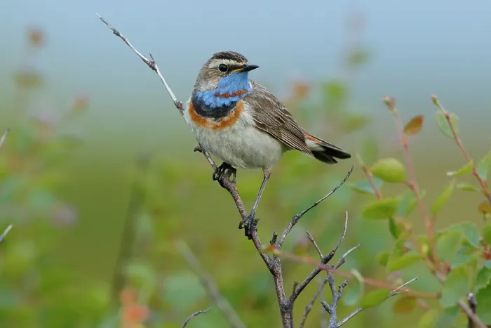 Framed Print : RF - Bluethroat (Luscinia svecica) male, perched on branch, Varanger, Norway. July. (This image may be licensed either as rights managed or royalty free.) Framed Print : RF - Bluethroat (Luscinia svecica) male, perched on branch, Varanger, Norway. July. (This image may be licensed either as rights managed or royalty free.)
