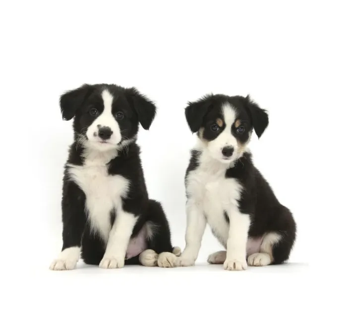 Framed Print : RF- Border Collie puppies, age 6 weeks Framed Print : RF- Border Collie puppies, age 6 weeks