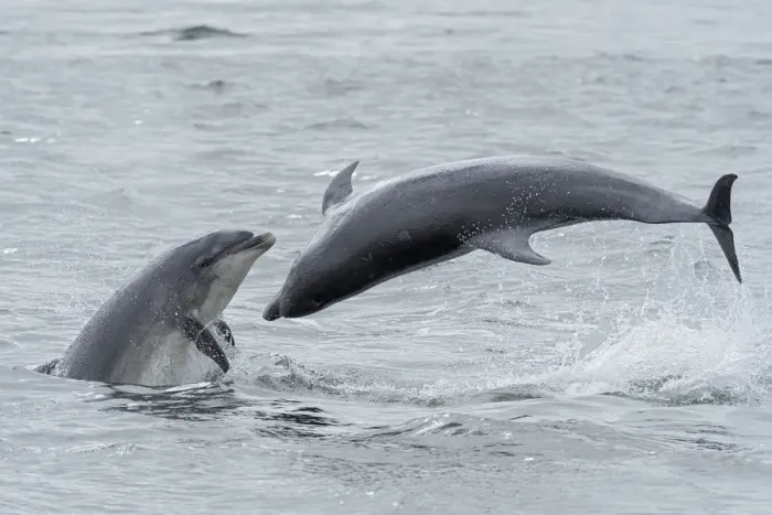Framed Print : RF - Bottlenose dolphins (Tursiops truncatus) porpoising, Chanonry Point, Moray Firth Framed Print : RF - Bottlenose dolphins (Tursiops truncatus) porpoising, Chanonry Point, Moray Firth