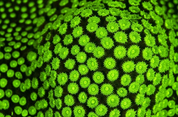 RF- Boulder star coral (Montastrea annularis) showing fluorescent green coloration