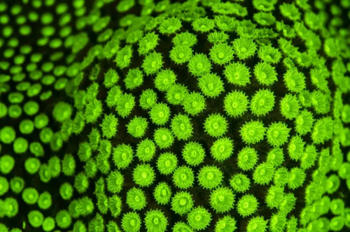 Framed Print : RF- Boulder star coral (Montastrea annularis) showing fluorescent green coloration Framed Print : RF- Boulder star coral (Montastrea annularis) showing fluorescent green coloration