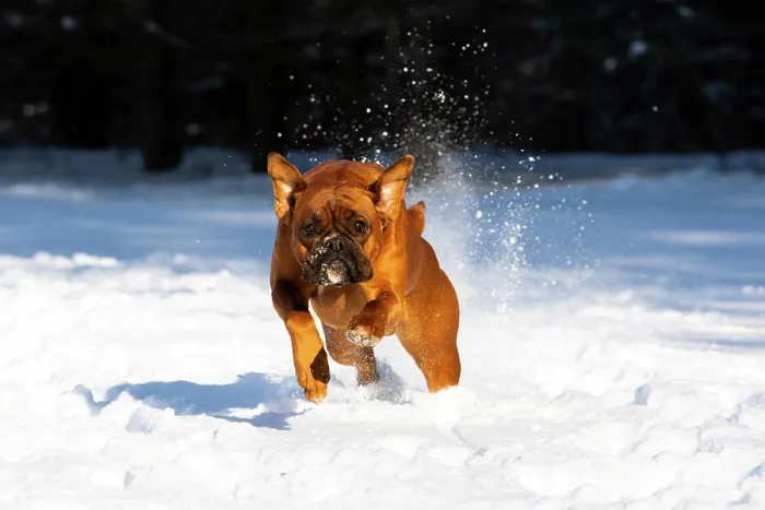 Framed Print : RF - Boxer (Euro type with uncropped ears and tail) running through snow, Litchfield, Connecticut, USA. January Framed Print : RF - Boxer (Euro type with uncropped ears and tail) running through snow, Litchfield, Connecticut, USA. January