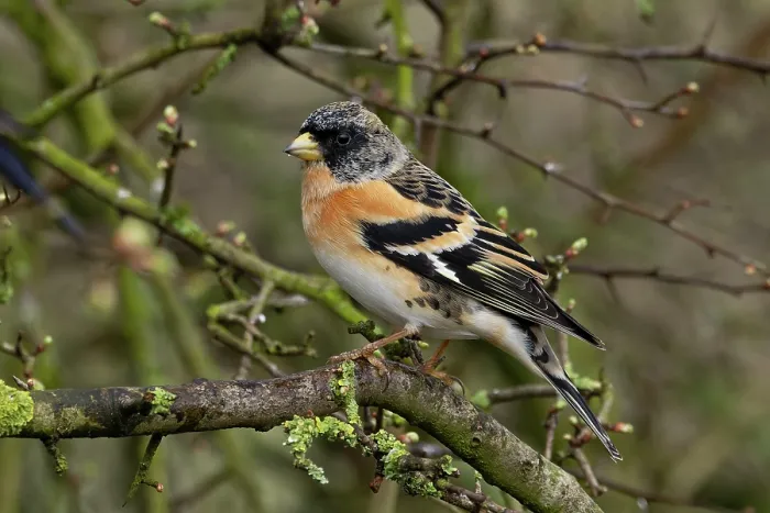 Framed Print : RF - Brambling (Fringilla montifringilla) perched on branch, Norfolk, England, UK. March. (This image may be licensed either as rights managed or royalty free.) Framed Print : RF - Brambling (Fringilla montifringilla) perched on branch, Norfolk, England, UK. March. (This image may be licensed either as rights managed or royalty free.)