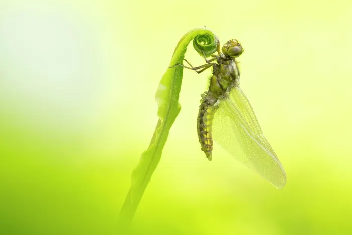 Framed Print : RF - Broad-bodied chaser (Libellula depressa) newly emerged (teneral) dragonfly resting on a Harts tongue fern (Asplenium scolopendrium), Broxwater, Cornwall, England, UK. May Framed Print : RF - Broad-bodied chaser (Libellula depressa) newly emerged (teneral) dragonfly resting on a Harts tongue fern (Asplenium scolopendrium), Broxwater, Cornwall, England, UK. May