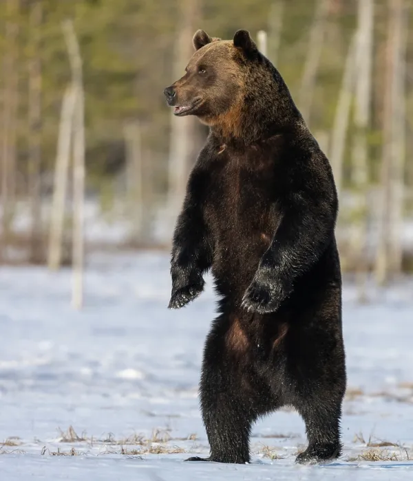 Framed Print : RF - Brown bear (Ursus arctos) male, standing upright on hind legs in snow, Finland. May. (This image may be licensed either as rights managed or royalty free.) Framed Print : RF - Brown bear (Ursus arctos) male, standing upright on hind legs in snow, Finland. May. (This image may be licensed either as rights managed or royalty free.)