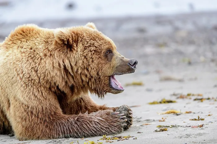 Framed Print : RF - Brown bear (Ursus arctos) resting on beach, yawning, Katmai National Park, Alaska. June. (This image may be licensed either as rights managed or royalty free.) Framed Print : RF - Brown bear (Ursus arctos) resting on beach, yawning, Katmai National Park, Alaska. June. (This image may be licensed either as rights managed or royalty free.)