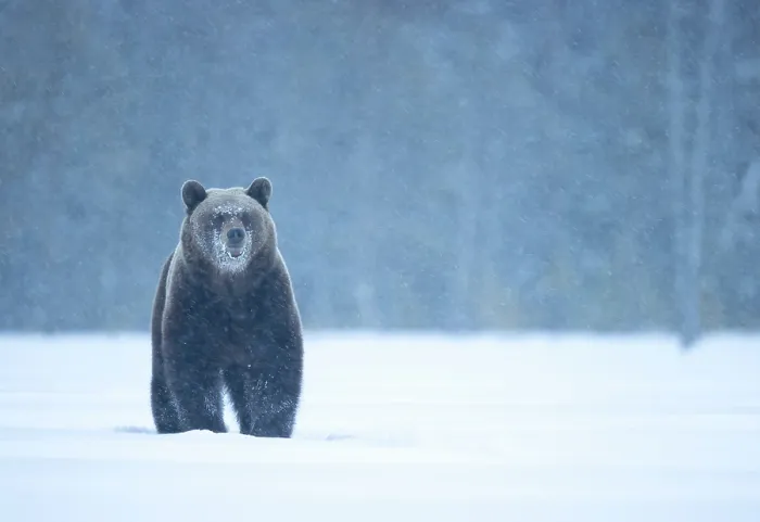 Framed Print : RF - Brown bear (Ursus arctos) in the snow, Finland. April. (This image may be licensed either as rights managed or royalty free.) Framed Print : RF - Brown bear (Ursus arctos) in the snow, Finland. April. (This image may be licensed either as rights managed or royalty free.)