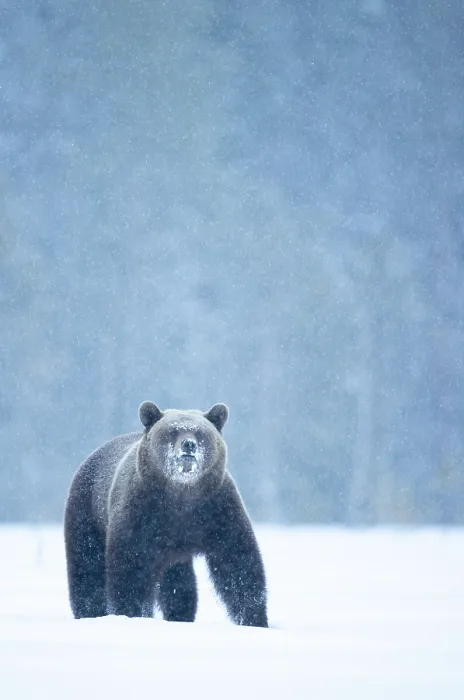 Framed Print : RF - Brown bear (Ursus arctos) in the snow, Finland. April. (This image may be licensed either as rights managed or royalty free.) Framed Print : RF - Brown bear (Ursus arctos) in the snow, Finland. April. (This image may be licensed either as rights managed or royalty free.)