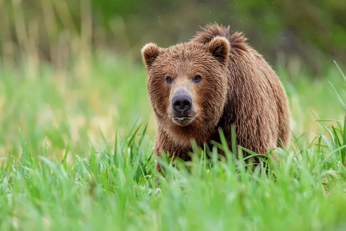 Framed Print : RF - Brown bear (Ursus arctos) walking through long grass, Katmai National Park, Alaska, USA. June. (This image may be licensed either as rights managed or royalty free.) Framed Print : RF - Brown bear (Ursus arctos) walking through long grass, Katmai National Park, Alaska, USA. June. (This image may be licensed either as rights managed or royalty free.)