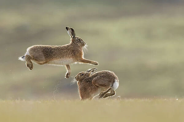 RF - Brown hare, (Lepus europaeus), male and female displaying courtship behaviour, Islay, Scotland, UK. March (This image may be licensed either as rights managed or royalty free. )