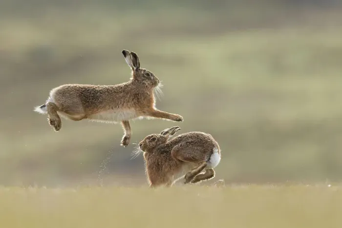 Framed Print : RF - Brown hare, (Lepus europaeus), male and female displaying courtship behaviour, Islay, Scotland, UK. March (This image may be licensed either as rights managed or royalty free. ) Framed Print : RF - Brown hare, (Lepus europaeus), male and female displaying courtship behaviour, Islay, Scotland, UK. March (This image may be licensed either as rights managed or royalty free. )
