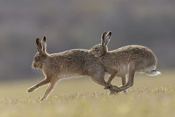 RF - Brown hare, (Lepus europaeus) male pursuing female that is in season, Islay, Scotland, UK