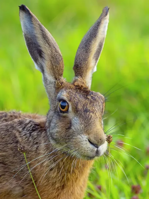 Framed Print : RF - Brown hare (Lepus europaeus) head portrait, Norfolk, UK. August. (This image may be licensed either as rights managed or royalty free. ) Framed Print : RF - Brown hare (Lepus europaeus) head portrait, Norfolk, UK. August. (This image may be licensed either as rights managed or royalty free. )