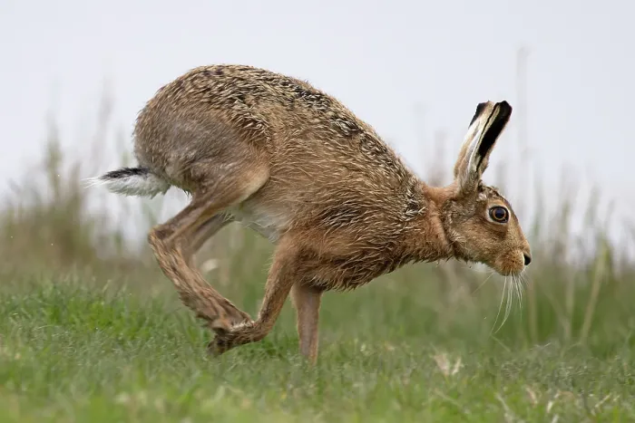 Framed Print : RF - Brown hare (Lepus europaeus) running, Cley, Norfolk, UK. April. (This image may be licensed either as rights managed or royalty free.) Framed Print : RF - Brown hare (Lepus europaeus) running, Cley, Norfolk, UK. April. (This image may be licensed either as rights managed or royalty free.)