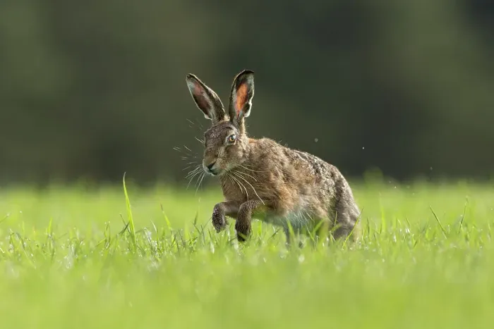Framed Print : RF - Brown Hare (Lepus europaeus) running through field of grass, Scotland, UK. May (This image may be licensed either as rights managed or royalty free. ) Framed Print : RF - Brown Hare (Lepus europaeus) running through field of grass, Scotland, UK. May (This image may be licensed either as rights managed or royalty free. )
