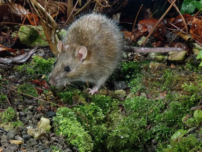 Framed Print : RF - Brown rat (Rattus norvegicus) near its burrow entrance in a garden flowerbed at night, Wiltshire, England, UK. January Framed Print : RF - Brown rat (Rattus norvegicus) near its burrow entrance in a garden flowerbed at night, Wiltshire, England, UK. January