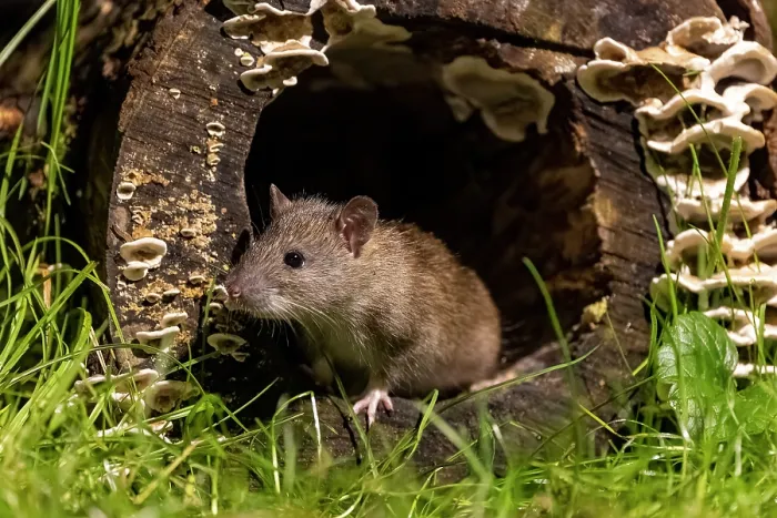 Framed Print : RF - Brown rat (Rattus norvegicus) peering out from a hole in a fungi-covered hollow log, Ille et Vilaine, Brittany, France. October. Controlled conditions Framed Print : RF - Brown rat (Rattus norvegicus) peering out from a hole in a fungi-covered hollow log, Ille et Vilaine, Brittany, France. October. Controlled conditions