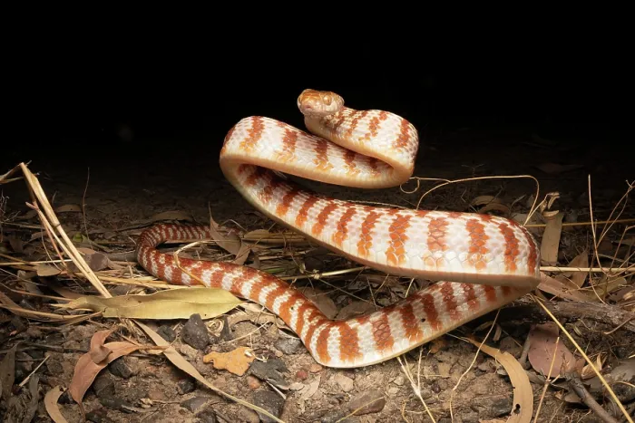 Framed Print : RF - Brown tree snake (Boiga irregularis) in defensive posture, Adelaide River Hills, Northern Territory, Australia Framed Print : RF - Brown tree snake (Boiga irregularis) in defensive posture, Adelaide River Hills, Northern Territory, Australia