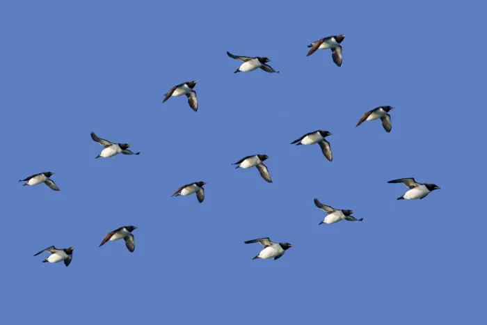 Framed Print : RF - Brunnichs guillemot (Uria lomvia) group flying in formation, Svalbard, Norway Framed Print : RF - Brunnichs guillemot (Uria lomvia) group flying in formation, Svalbard, Norway