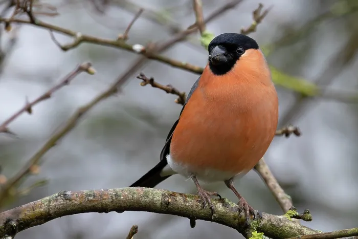 Framed Print : RF - Bullfinch (Pyrrhula pyrrhula) male, perched on branch, Norfolk, England, UK. March. (This image may be licensed either as rights managed or royalty free.) Framed Print : RF - Bullfinch (Pyrrhula pyrrhula) male, perched on branch, Norfolk, England, UK. March. (This image may be licensed either as rights managed or royalty free.)