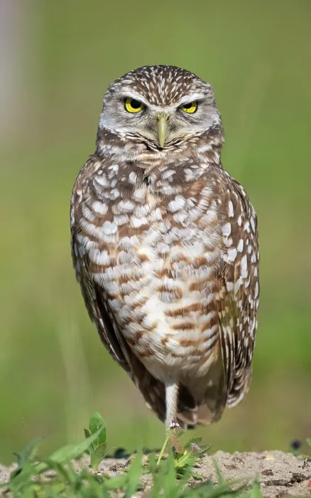 Framed Print : RF - Burrowing owl (Athene cunicularia) portrait, Cape Coral, Florida, USA. March. (This image may be licensed either as rights managed or royalty free.) Framed Print : RF - Burrowing owl (Athene cunicularia) portrait, Cape Coral, Florida, USA. March. (This image may be licensed either as rights managed or royalty free.)