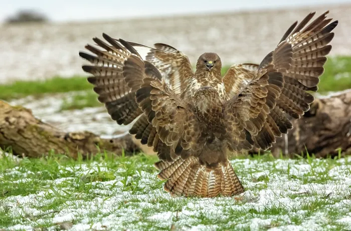 Framed Print : RF - Two Buzzards (Buteo buteo) fighting over food, Marlborough Downs, Wiltshire, UK. December. (This image may be licensed either as rights managed or royalty free.) Framed Print : RF - Two Buzzards (Buteo buteo) fighting over food, Marlborough Downs, Wiltshire, UK. December. (This image may be licensed either as rights managed or royalty free.)