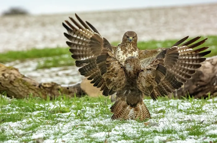Framed Print : RF - Two Buzzards (Buteo buteo) fighting over food, Marlborough Downs, Wiltshire, UK. December. (This image may be licensed either as rights managed or royalty free.) Framed Print : RF - Two Buzzards (Buteo buteo) fighting over food, Marlborough Downs, Wiltshire, UK. December. (This image may be licensed either as rights managed or royalty free.)
