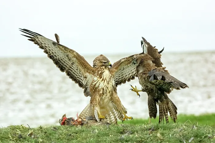 Framed Print : RF - Two Buzzards (Buteo buteo) fighting over food, Marlborough Downs, Wiltshire, UK. December. (This image may be licensed either as rights managed or royalty free.) Framed Print : RF - Two Buzzards (Buteo buteo) fighting over food, Marlborough Downs, Wiltshire, UK. December. (This image may be licensed either as rights managed or royalty free.)