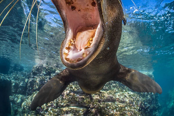 RF - California sea lion (Zalophus californianus) with mouth open close to the camera