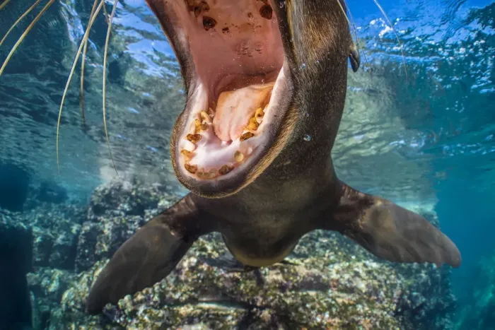 Framed Print : RF - California sea lion (Zalophus californianus) with mouth open close to the camera Framed Print : RF - California sea lion (Zalophus californianus) with mouth open close to the camera
