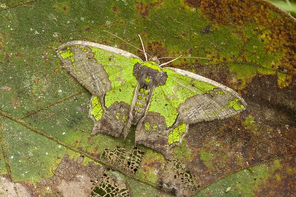 RF - Camouflaged moth (Agathia codina) Kinabalu National Park, Sabah, Malaysian Borneo