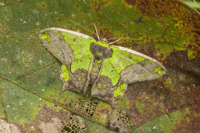 Framed Print : RF - Camouflaged moth (Agathia codina) Kinabalu National Park, Sabah, Malaysian Borneo Framed Print : RF - Camouflaged moth (Agathia codina) Kinabalu National Park, Sabah, Malaysian Borneo