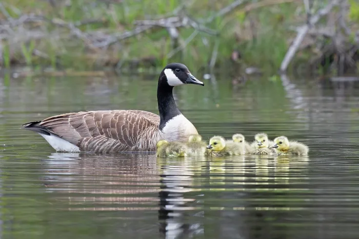 Framed Print : RF - Canada goose (Branta canadensis) on water with newborn goslings, Acadia National Park, Maine, USA. May. (This image may be licensed either as rights managed or royalty free.) Framed Print : RF - Canada goose (Branta canadensis) on water with newborn goslings, Acadia National Park, Maine, USA. May. (This image may be licensed either as rights managed or royalty free.)