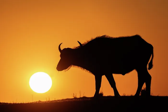 Framed Print : RF - Cape buffalo (Syncerus caffer) silhouetted at sunrise, Chobe National Park, Botswana. (This image may be licensed either as rights managed or royalty free.) Framed Print : RF - Cape buffalo (Syncerus caffer) silhouetted at sunrise, Chobe National Park, Botswana. (This image may be licensed either as rights managed or royalty free.)
