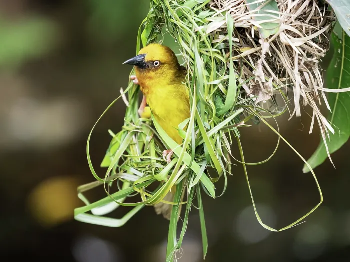 Framed Print : RF - Cape weaver (Ploceus capensis) male displaying, looking out from nest, Breeda Trading Post, Malgas, Cape Province, South Africa