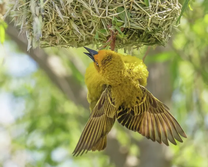 Framed Print : RF - Cape weaver (Ploceus capensis) male displaying by calling, fluttering wings and hanging down from its nest, Tide Cottage, Malgas, Cape Province, South Africa Framed Print : RF - Cape weaver (Ploceus capensis) male displaying by calling, fluttering wings and hanging down from its nest, Tide Cottage, Malgas, Cape Province, South Africa