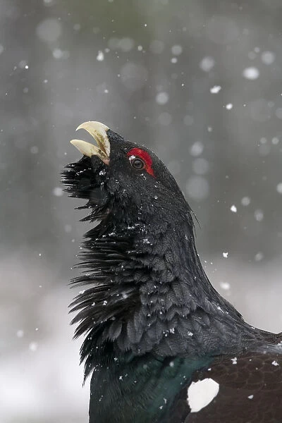 RF- Capercaillie (Tetrao urogallus) male displaying in snow, Cairngorms National Park