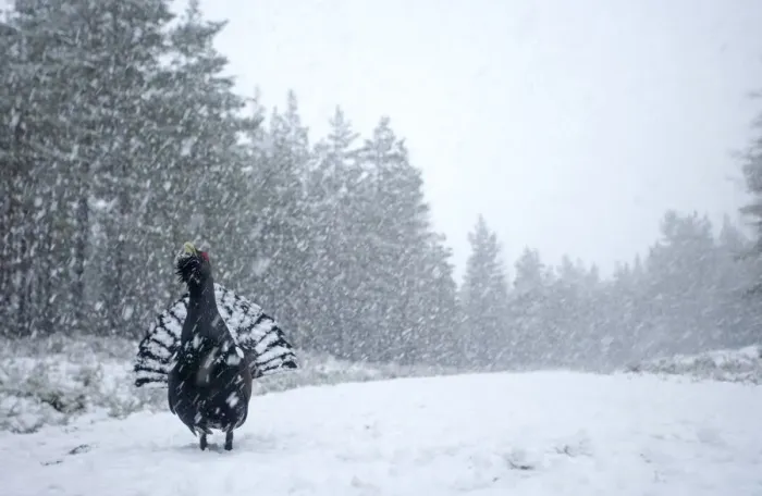 Framed Print : RF- Capercaillie (Tetrao urogallus) male displaying in heavy snowfall, Cairngorms National Park