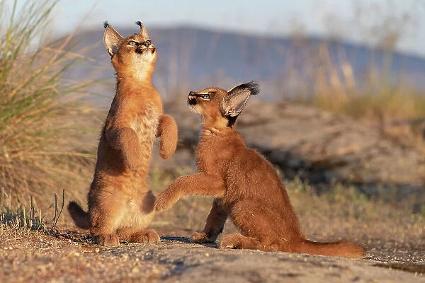 RF - Two Caracal (Caracal caracal) cubs, aged 9 weeks, sitting on hind legs looking up, Spain. Captive, occurs in Africa and Asia. (This image may be licensed either as rights managed or royalty free. )