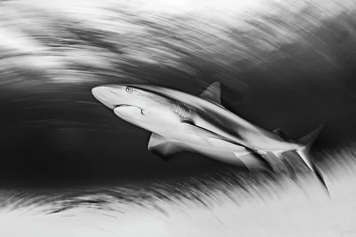 Framed Print : RF - Caribbean reef shark (Carcharhinus perezi) swimming in shallow water, Little Bahama Bank, Grand Bahama Island, Bahamas, Atlantic Ocean. Endangered. Controlled conditions Framed Print : RF - Caribbean reef shark (Carcharhinus perezi) swimming in shallow water, Little Bahama Bank, Grand Bahama Island, Bahamas, Atlantic Ocean. Endangered. Controlled conditions