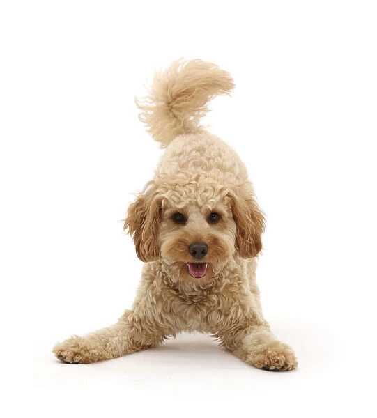 RF - Cavapoo dog, Monty, 10 months, in play-bow stance