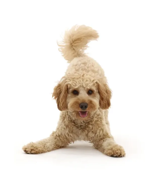 Framed Print : RF - Cavapoo dog, Monty, 10 months, in play-bow stance Framed Print : RF - Cavapoo dog, Monty, 10 months, in play-bow stance
