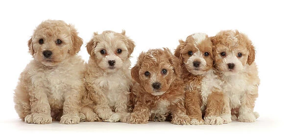 RF - Five Cavapoochon puppies, age 6 weeks, sitting in a line
