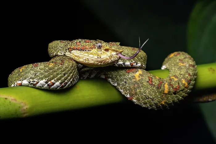 Framed Print : RF - Central American eyelash palm-pitviper (Bothriechis nigroadspersus) coiled up on a banana plant with tongue out, Osa Peninsula, Costa Rica