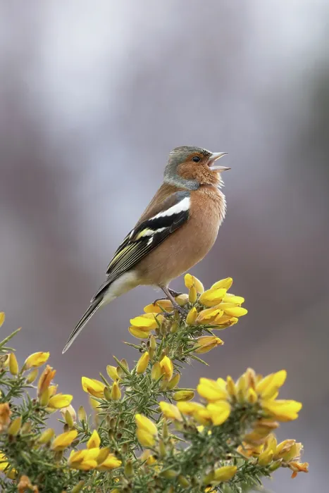 Framed Print : RF - Chaffinch (Fringilla coelebs) male, perched on flowering Gorse (Ulex sp.) singing, Suffolk, UK. February Framed Print : RF - Chaffinch (Fringilla coelebs) male, perched on flowering Gorse (Ulex sp.) singing, Suffolk, UK. February