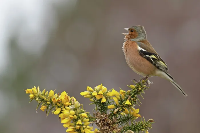 Framed Print : RF - Chaffinch (Fringilla coelebs) male, perched on flowering Gorse (Ulex sp.) singing, Suffolk, UK. February Framed Print : RF - Chaffinch (Fringilla coelebs) male, perched on flowering Gorse (Ulex sp.) singing, Suffolk, UK. February