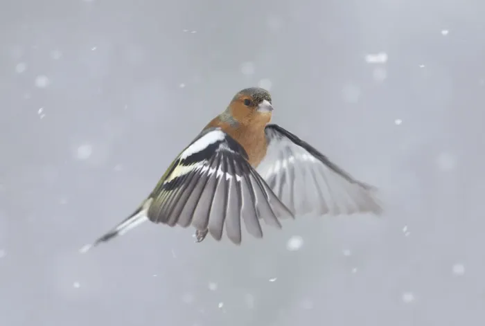 Framed Print : RF- Chaffinch (Fringilla coelebs) male in flight in snow. Glenfeshie, Scotland, February Framed Print : RF- Chaffinch (Fringilla coelebs) male in flight in snow. Glenfeshie, Scotland, February
